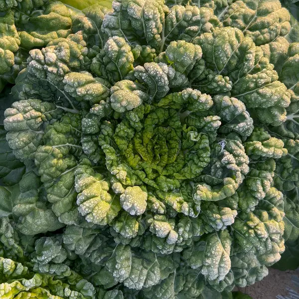 Semena Brassica Narinosa (WuTat Choy)-SI