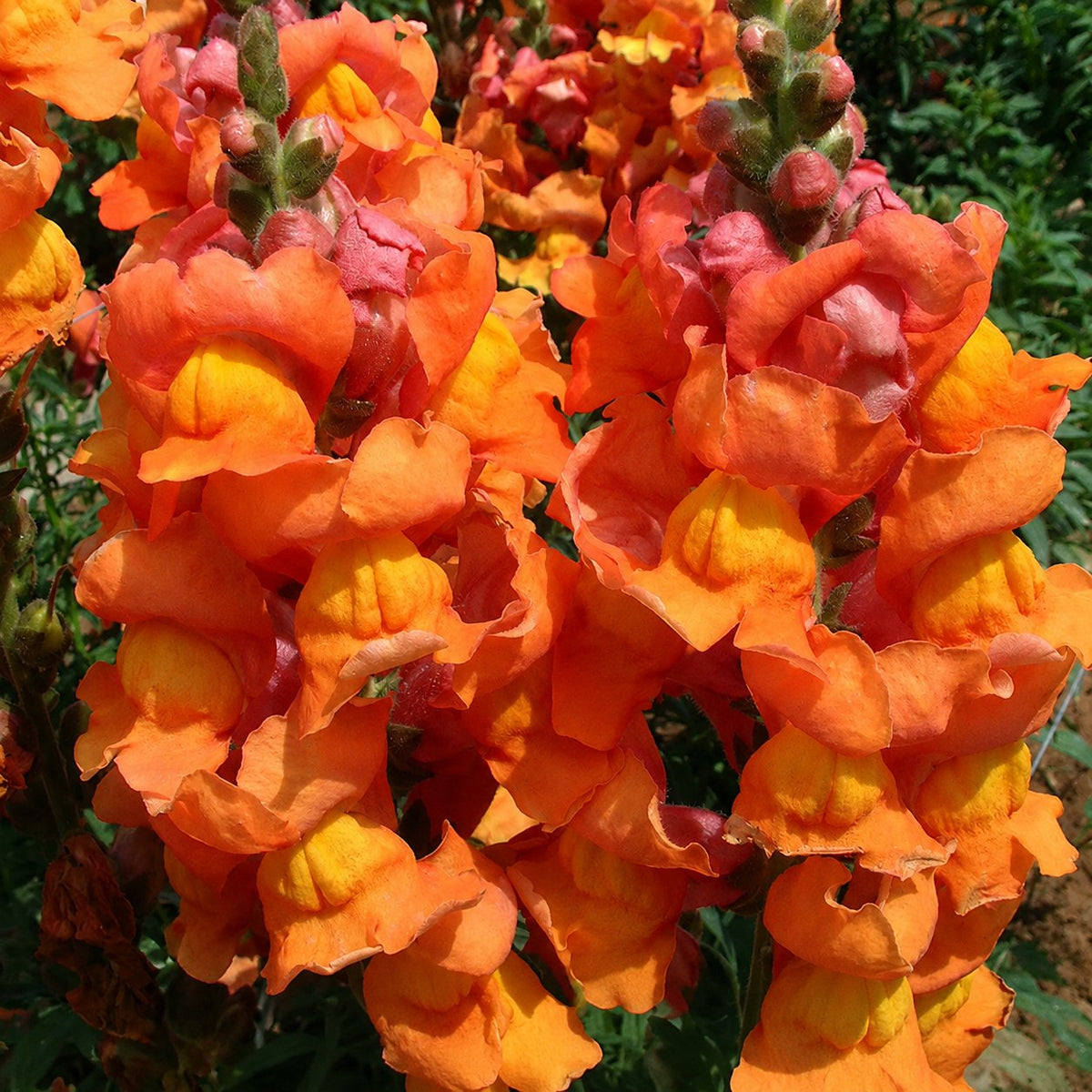 Semena rože Royal Garden Snapdragon – izbira vrtnarjev za visoke, pisane cvetove za rezano cvetje 🌸-SI