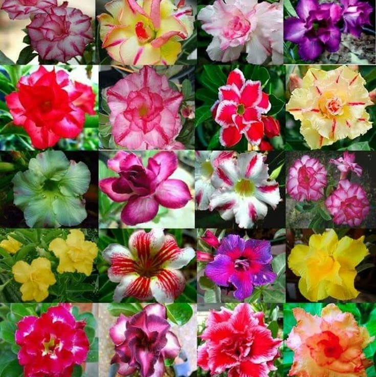 🎁Dykumos rožių svogūnėliai🌵Labai lengva prižiūrėti! 🌸Adenium Obesum svogūnėliai-LT