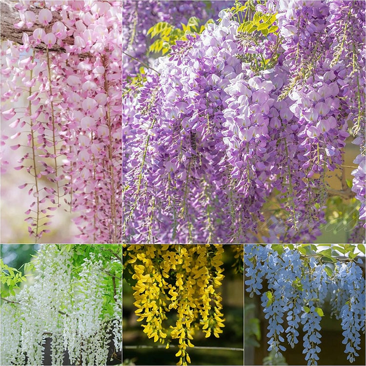 🌸Semena glicinije – Kaskadna lepotica vrta skozi vse leto💗-SI