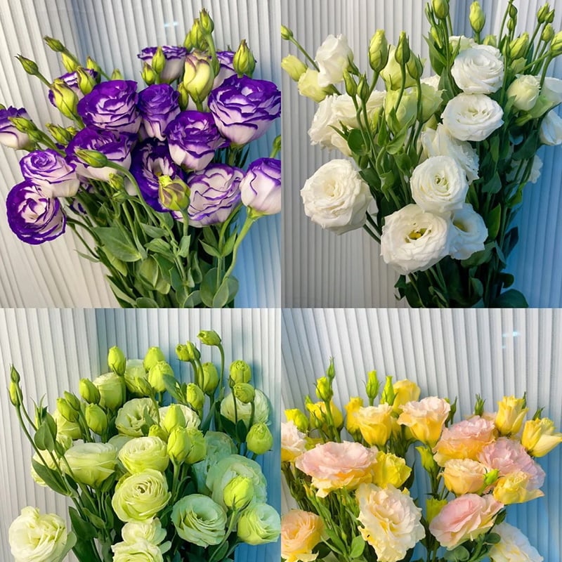 🔥Zadnji dan prodaje💝Eustoma Thornless Rose💐Semena Lisianthusa-SI