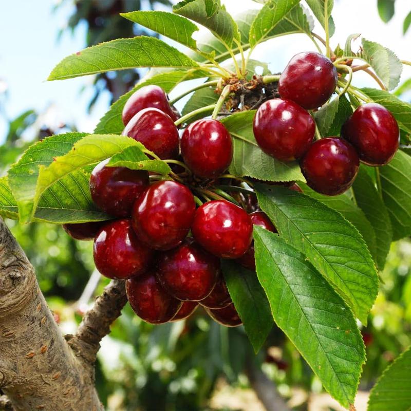 🍒 (Nova letina) Semena sladke češnje 🌿Predhodno pripravljena za visoko kalivost (99 % kalivost)-SI