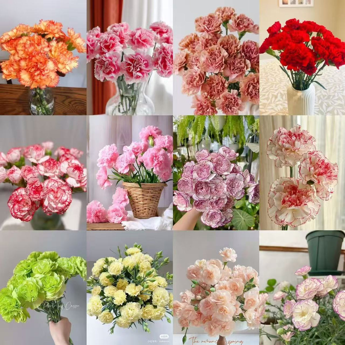 Dišeči vrtni čar – Gojite klasične nageljne, ki navdušijo vsako sezono🌺-SI