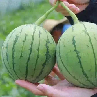 🍉Zgodnjepomladanska rdeča žadasta lubenica – sladka lubenica, ki bo navdušila vso družino-SI