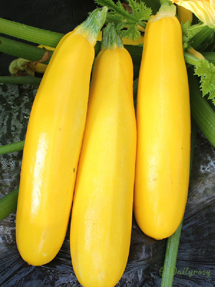 Banane bučke - zlate bučke🌿 Gojijo se lahko v vseh letnih časih-SI