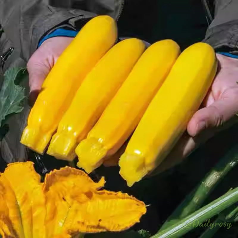 Bananinės cukinijos - Auksinės cukinijos🌿Galima auginti visus sezonus-LT