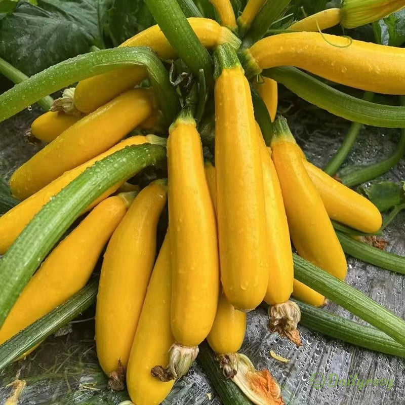 Banane bučke - zlate bučke🌿 Gojijo se lahko v vseh letnih časih-SI
