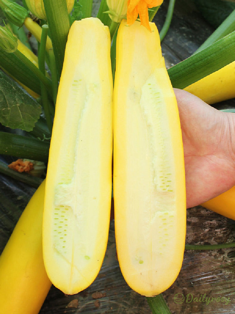 Banane bučke - zlate bučke🌿 Gojijo se lahko v vseh letnih časih-SI