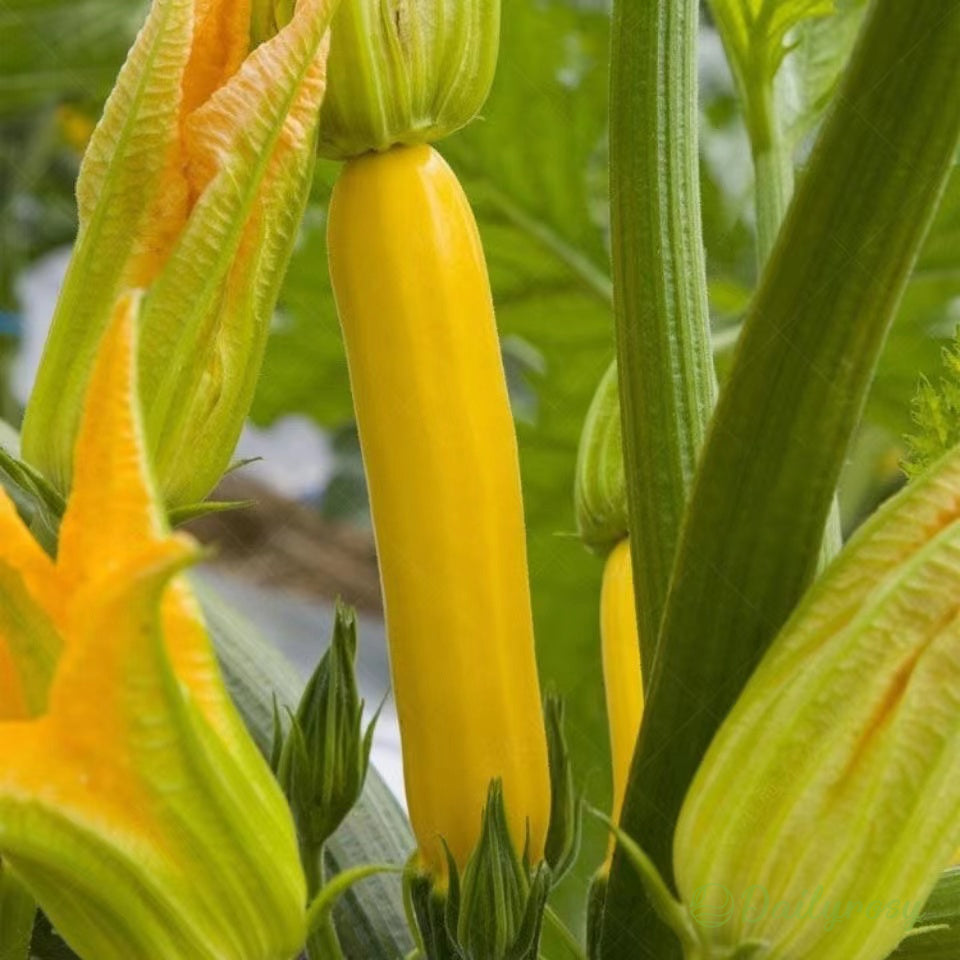Banane bučke - zlate bučke🌿 Gojijo se lahko v vseh letnih časih-SI
