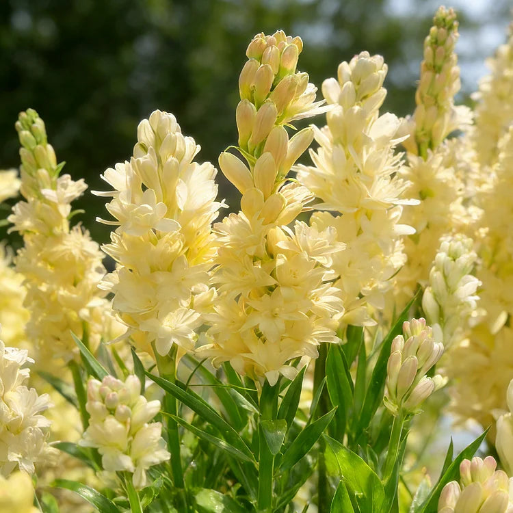 🌺Čebuljice tuberoze z dvojnim vonjem – cvet luninega vrta-SI
