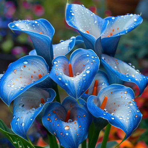 🌷Skrivnostna aurora kala-SI