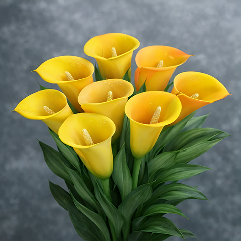 🌷Μυστηριώδης Κρίνος Aurora Calla-GR