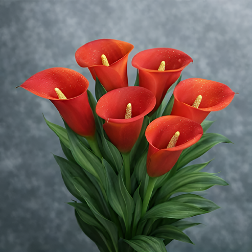🌷Skrivnostna aurora kala-SI