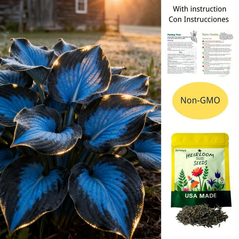 💥Καυτή Προσφορά 2025 🌌Σπόροι Hosta Midnight Blue Heart, ένα πολυετές φυτό που αγαπά τη σκιά για τον κήπο-GR