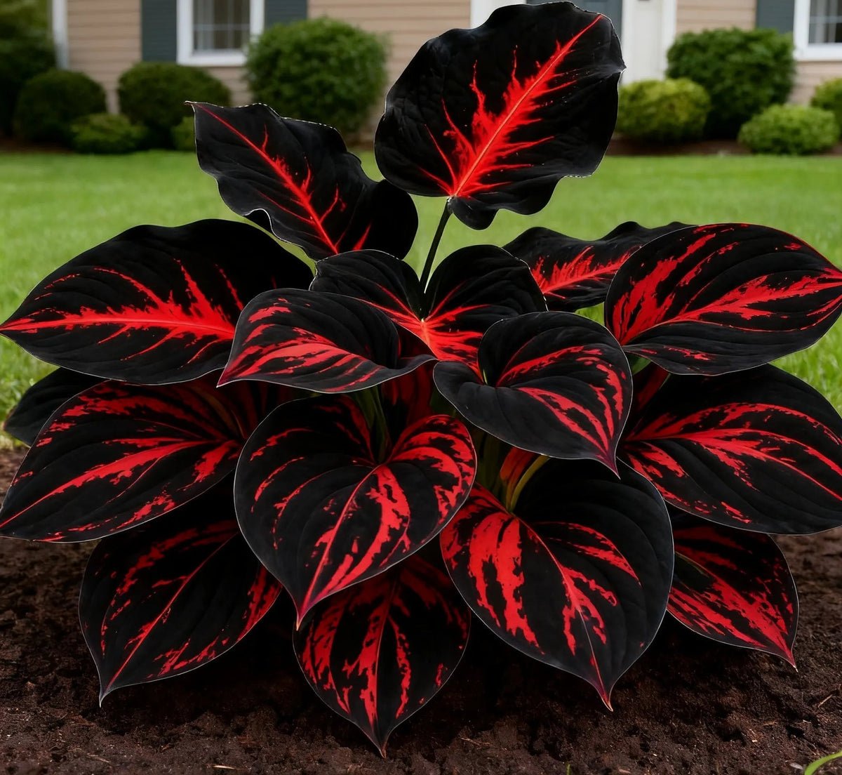 💥Καυτή Προσφορά 2025 🌌Σπόροι Hosta Midnight Blue Heart, ένα πολυετές φυτό που αγαπά τη σκιά για τον κήπο-GR