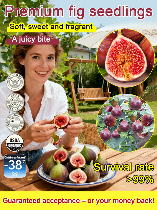 [Uživajte v svežem sadju vsak dan] Sadike fig, uvožene iz Grčije-SI