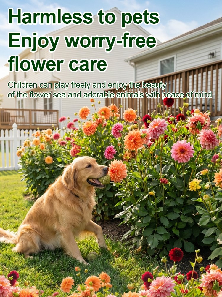 【Base Direct Sales】Four Seasons Blooming Double Dahlia Bulbs-GR