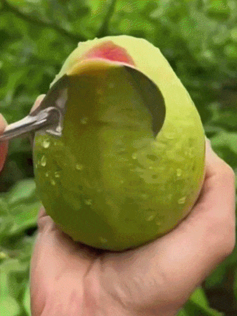 [Vitamino C bomba] Ekologiški raudonųjų gvajavų daigai-LT