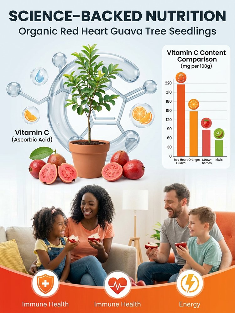 [Vitamino C bomba] Ekologiški raudonųjų gvajavų daigai-LT