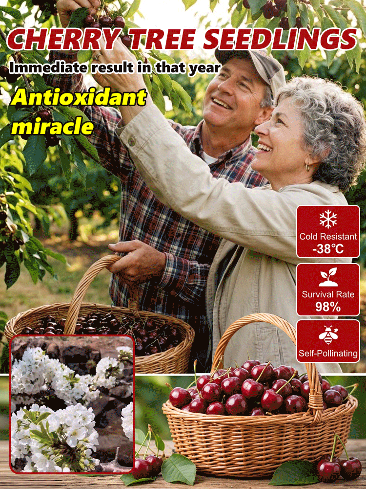 Zelo velike sadike češenj Goma Harry-SI