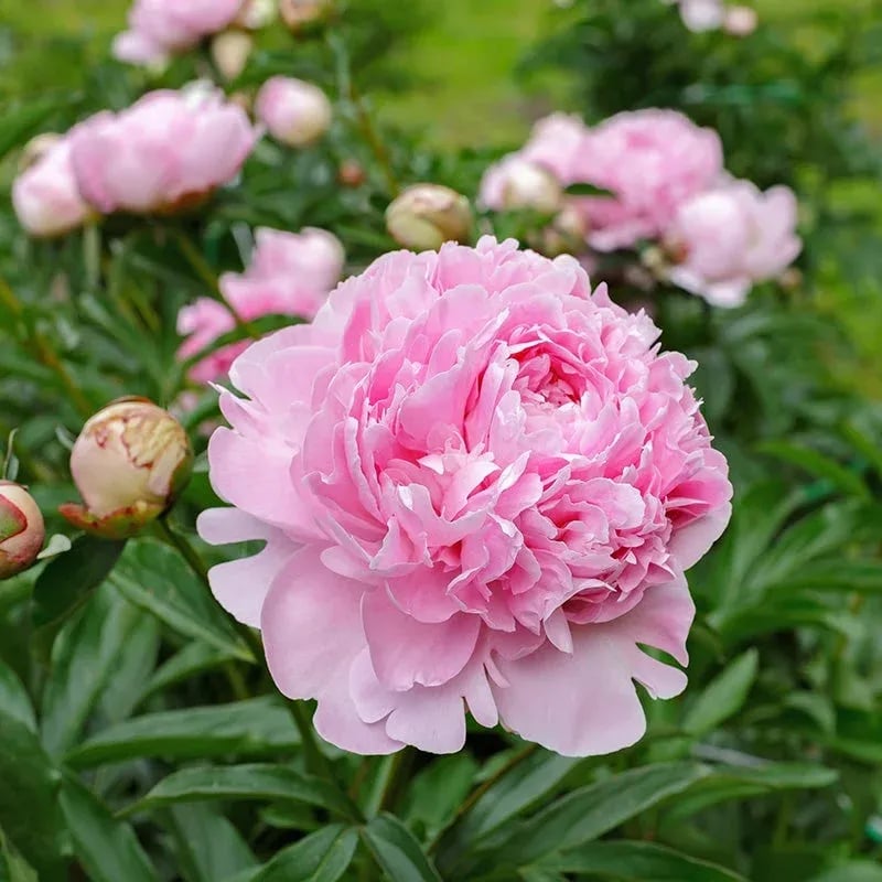 🌺Čudovita mešana semena potonik-SI