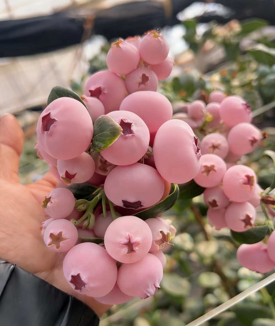 Pink Bliss melleņu sēklas – dubults saldums-LV