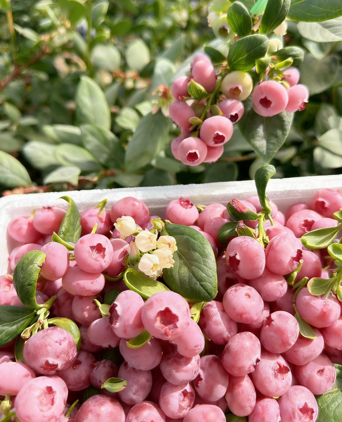 Pink Bliss mustikaseemned – topeltmagusus-EE
