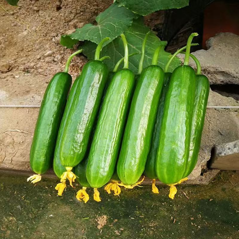 Semena kumar F1 Superfruit Cluster z visokim donosom-SI