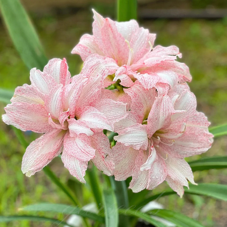 Dvigubai žydinčių amarilių svogūnėliai🌼-LT
