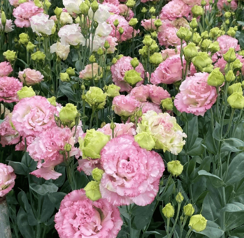 🔥Paskutinė išpardavimo diena💝Eustoma bespygliuočių rožė💐Lisianthus sėklos-LT