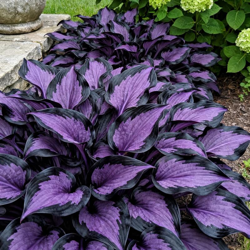 💥Vroča razprodaja 2025 🌌Semena hoste Midnight Purple Heart, trajnice za vrt, ki ljubi senco-SI