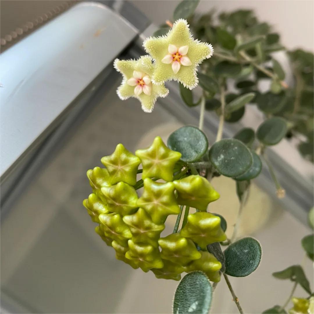 ✨Čebuljice Hoya – Zvezde padajo z neba✨-SI