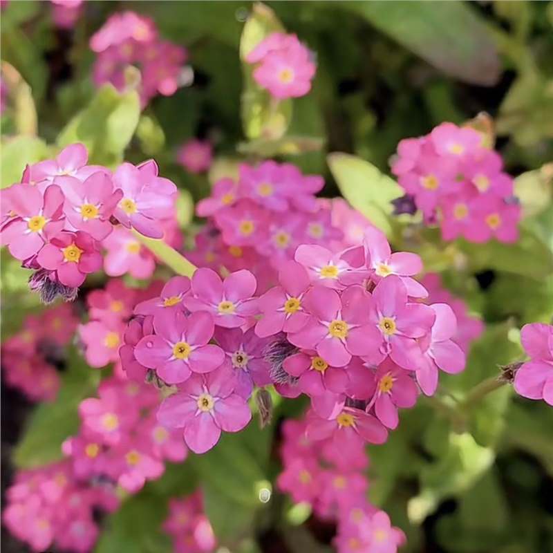 Semena modre spominske pozabljice – kakovostno preizkušeno cvetje za podeželski vrt 🌿💙-SI