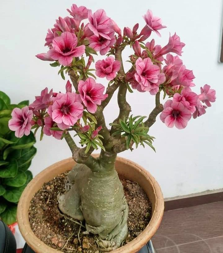 🔥Vzgojite puščavsko kraljico – zdaj po znižani ceni!🎁 😍Rada cveti, dolgo cveti 🌵 Puščavska vrtnica-SI