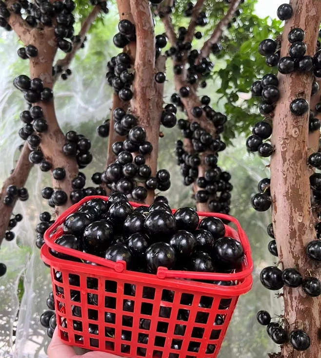 Jabuticaba vynuogių sėklos-LT