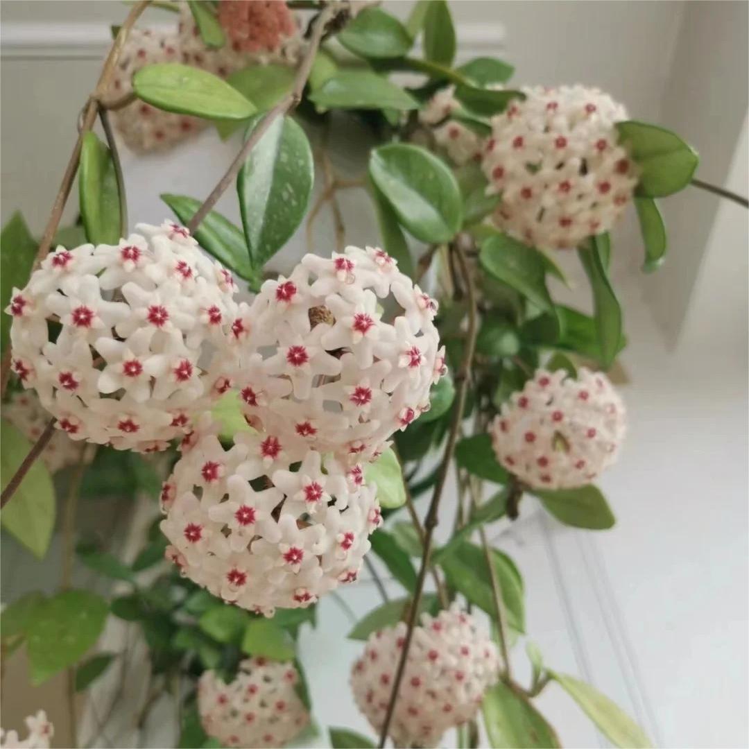 ✨Čebuljice Hoya – Zvezde padajo z neba✨-SI