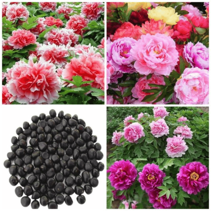 🔥PASKUTINĖ DIENA 45% NUOLAIDA🌺GĖLIŲ KARALIENĖ - DVIGUBA PUTŲ FORMA-LT