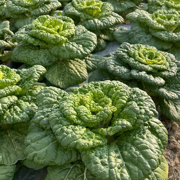 Semena Brassica Narinosa (WuTat Choy)-SI