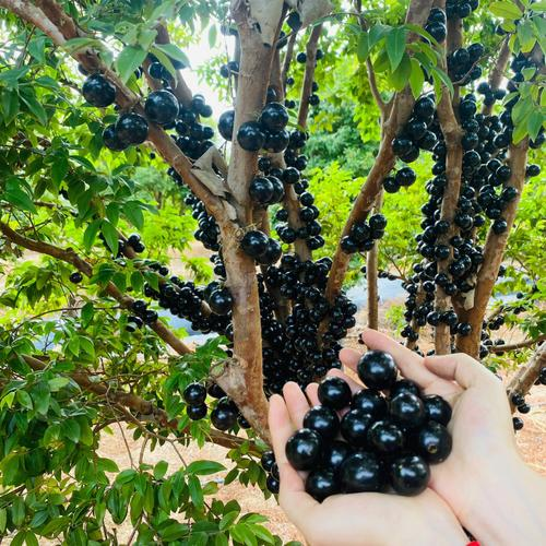 Σπόροι σταφυλιού Jabuticaba-GR