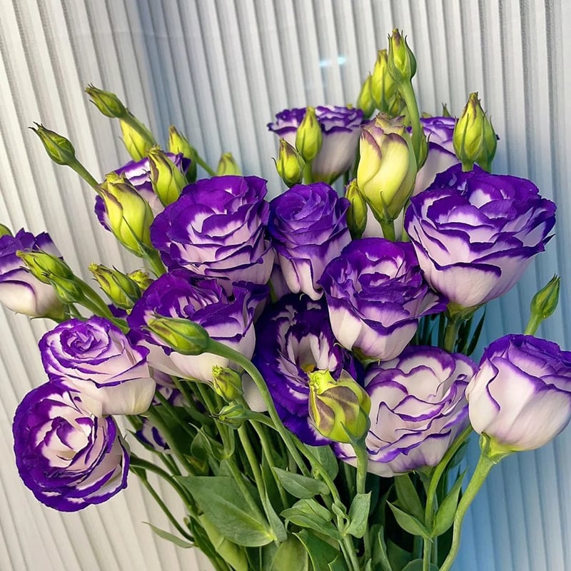 🔥Zadnji dan prodaje💝Eustoma Thornless Rose💐Semena Lisianthusa-SI