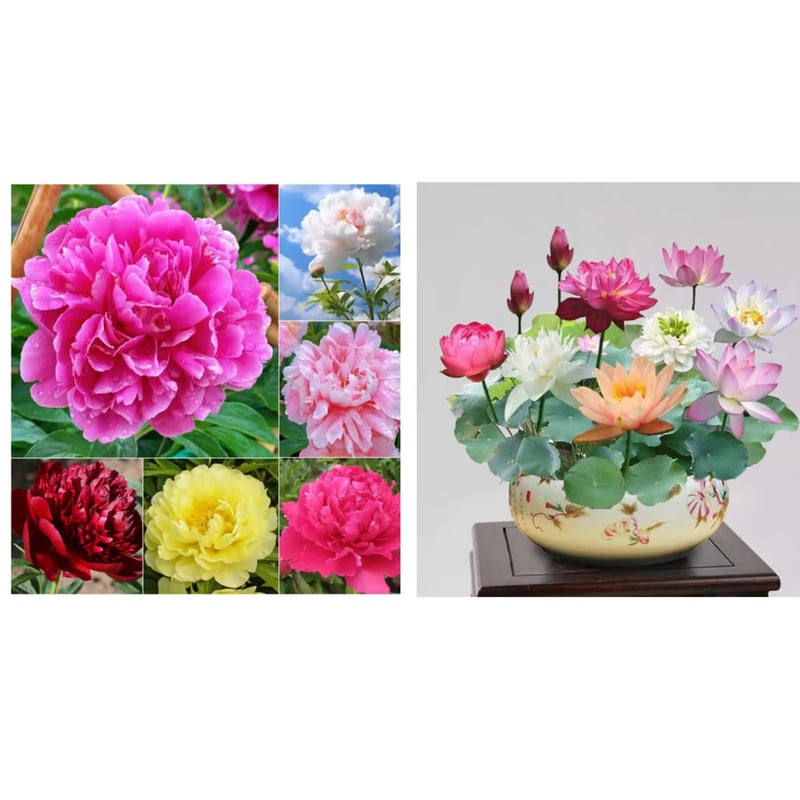 🔥PASKUTINĖ DIENA 45% NUOLAIDA🌺GĖLIŲ KARALIENĖ - DVIGUBA PUTŲ FORMA-LT