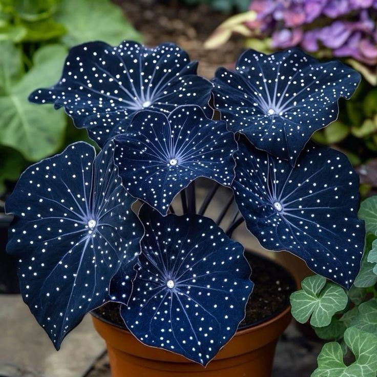 🌟Nočno modra hosta – čudovit dodatek vašemu domu! 🌟-SI