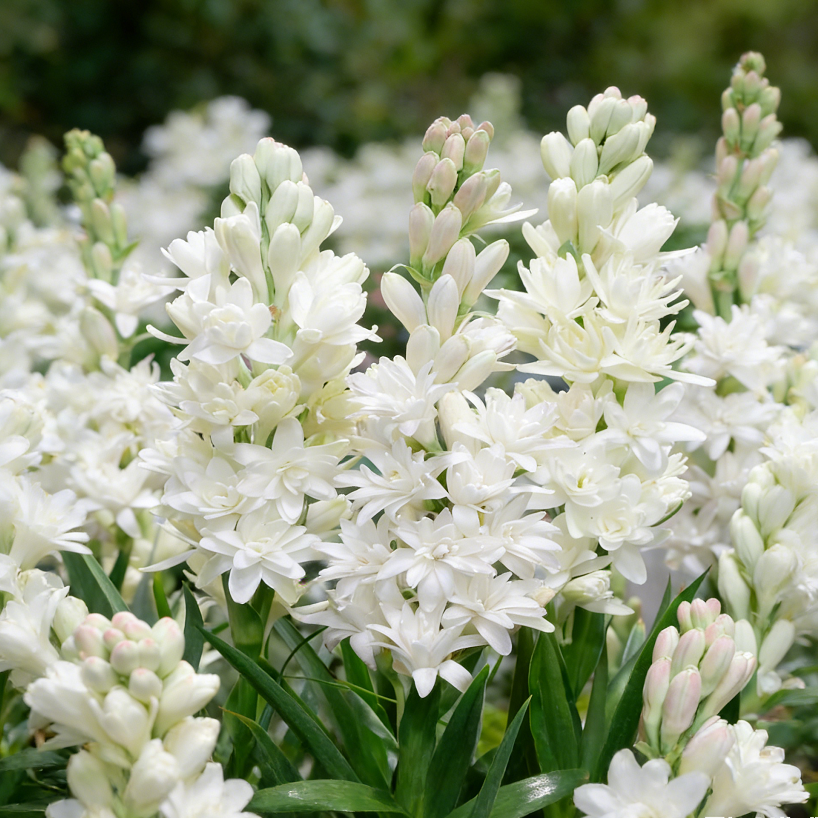 🌺Dvojno odišavljene čebulice tuberoze – Moon Garden Flower-SI