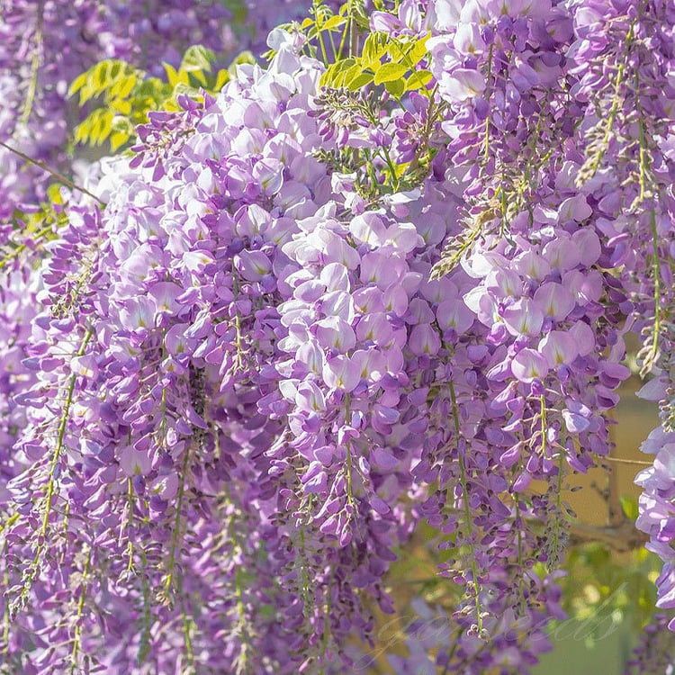 🌸Semena glicinije – Kaskadna lepotica vrta skozi vse leto💗-SI