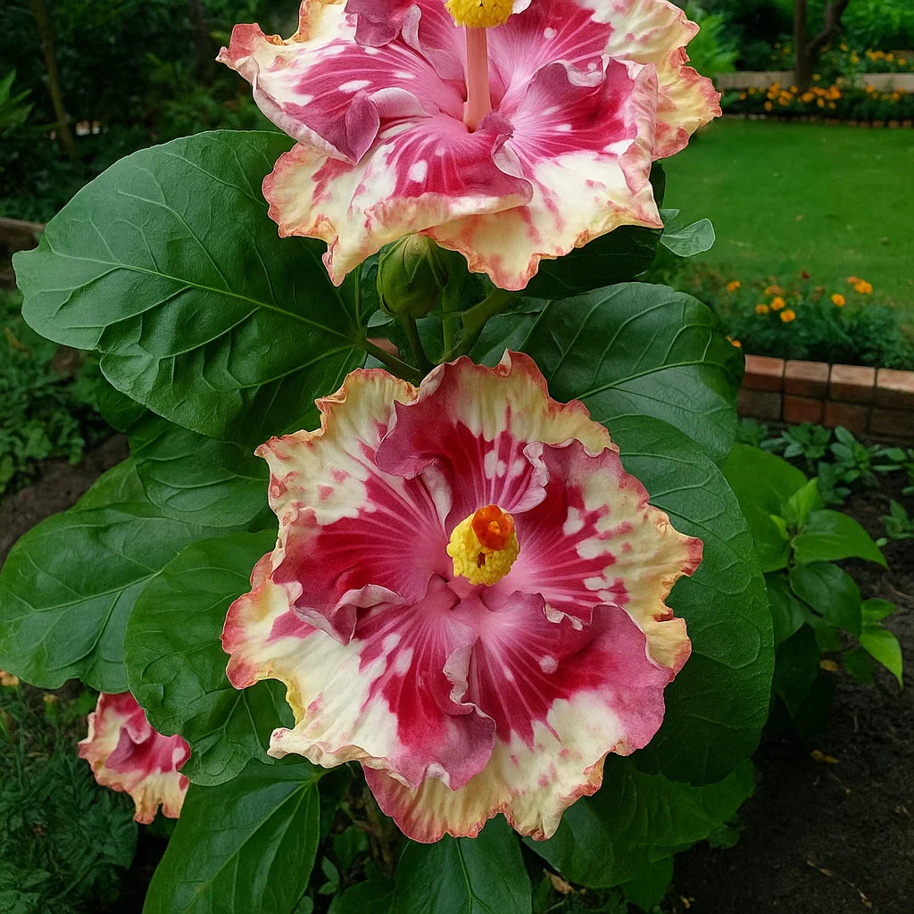 🔥 KARŠTAS IŠPARDAVIMAS - 50% NUOLAIDA 🔥🌸 Dvigubų hibisko sėklos - Lengva auginti 🌸-LT