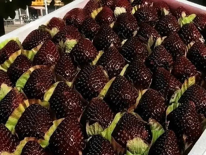 „Giant Black Diamond“ braškių sėklos – saldžios, maistingos ir lengvai auginamos namuose-LT