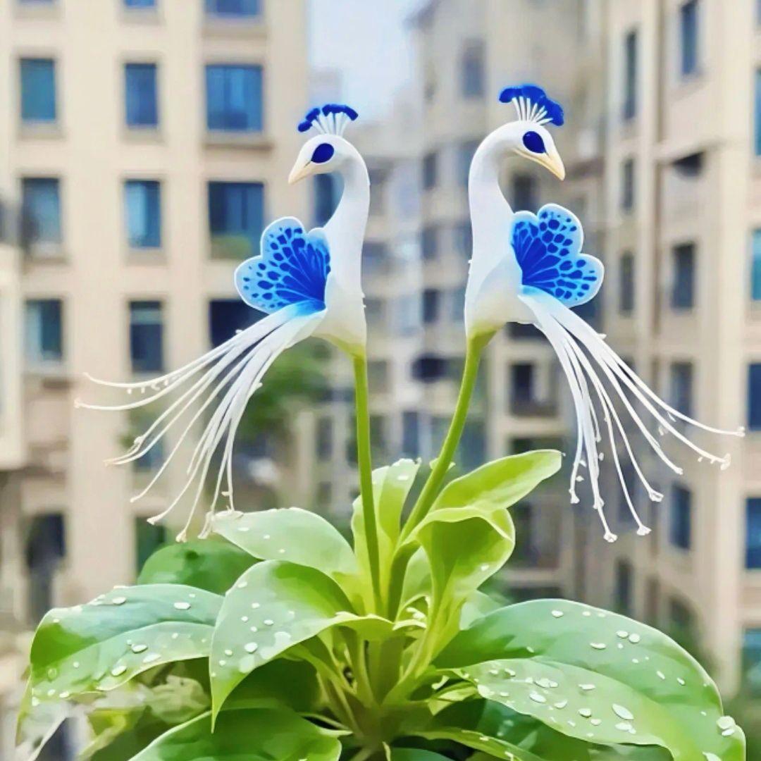 🦚 Pavja orhideja-SI