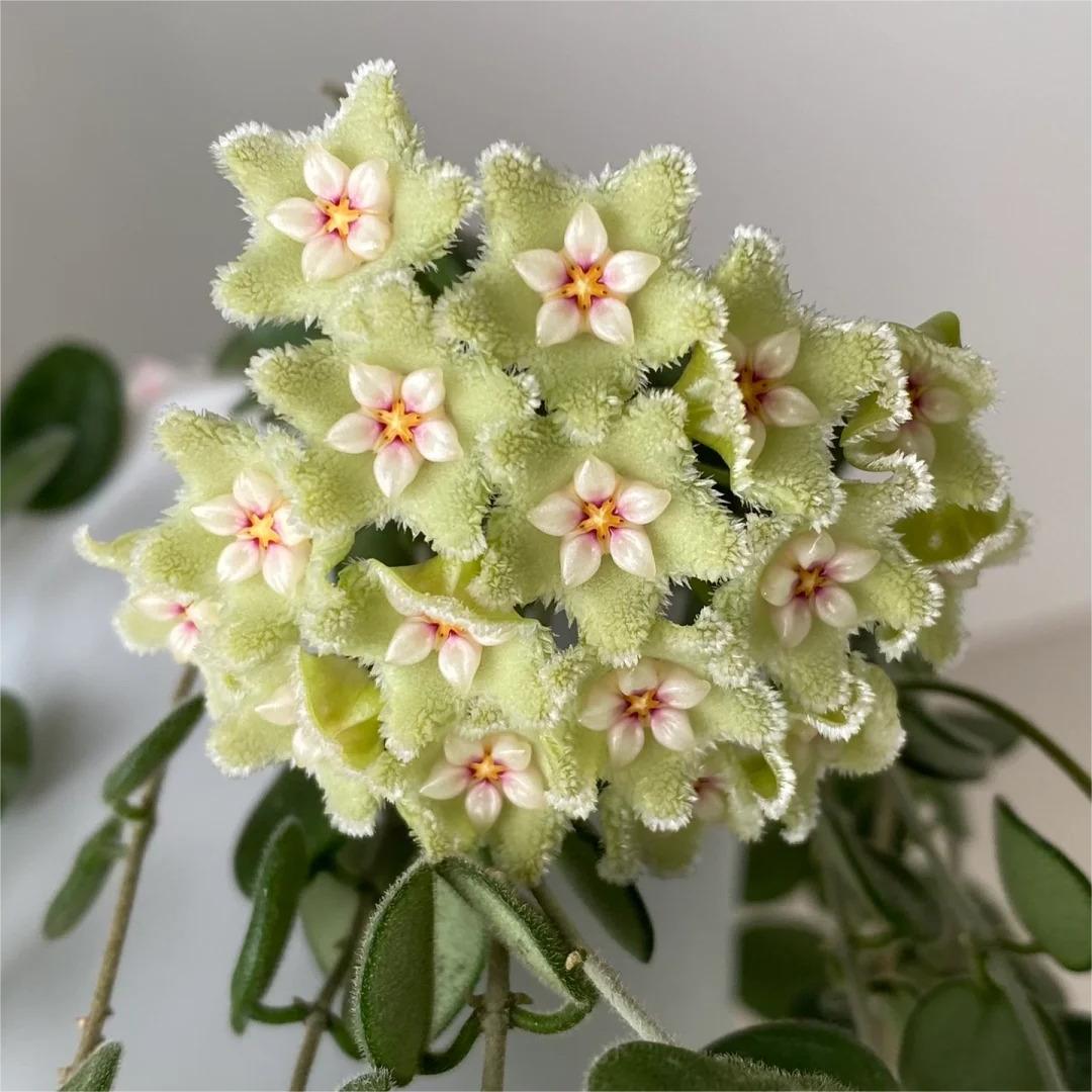 ✨Čebuljice Hoya – Zvezde padajo z neba✨-SI