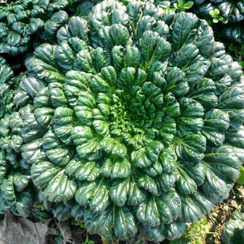 Semena Brassica Narinosa (WuTat Choy)-SI