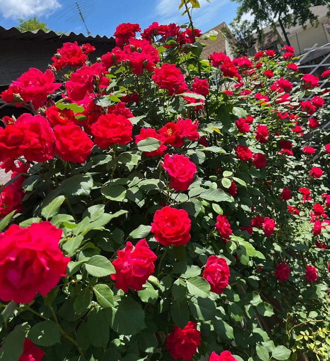 🌈 Vrhunske plezalne vrtnice 🌹 Hitro rastoče, enostavne za nego in zelo dišeče ✨ Popolne za vsak vrt-SI